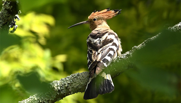 À la découverte de la biodiversité autour d'Issigeac